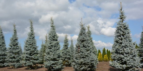 Modrý smrk v krajinném designu letní chaty - nápady na design